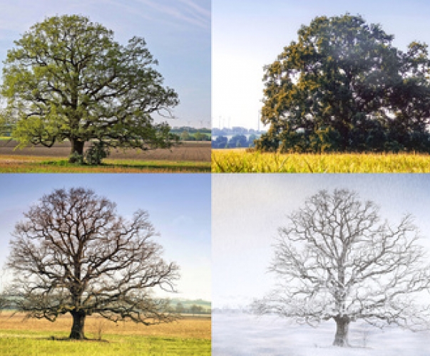 Baum in den vier Jahreszeiten